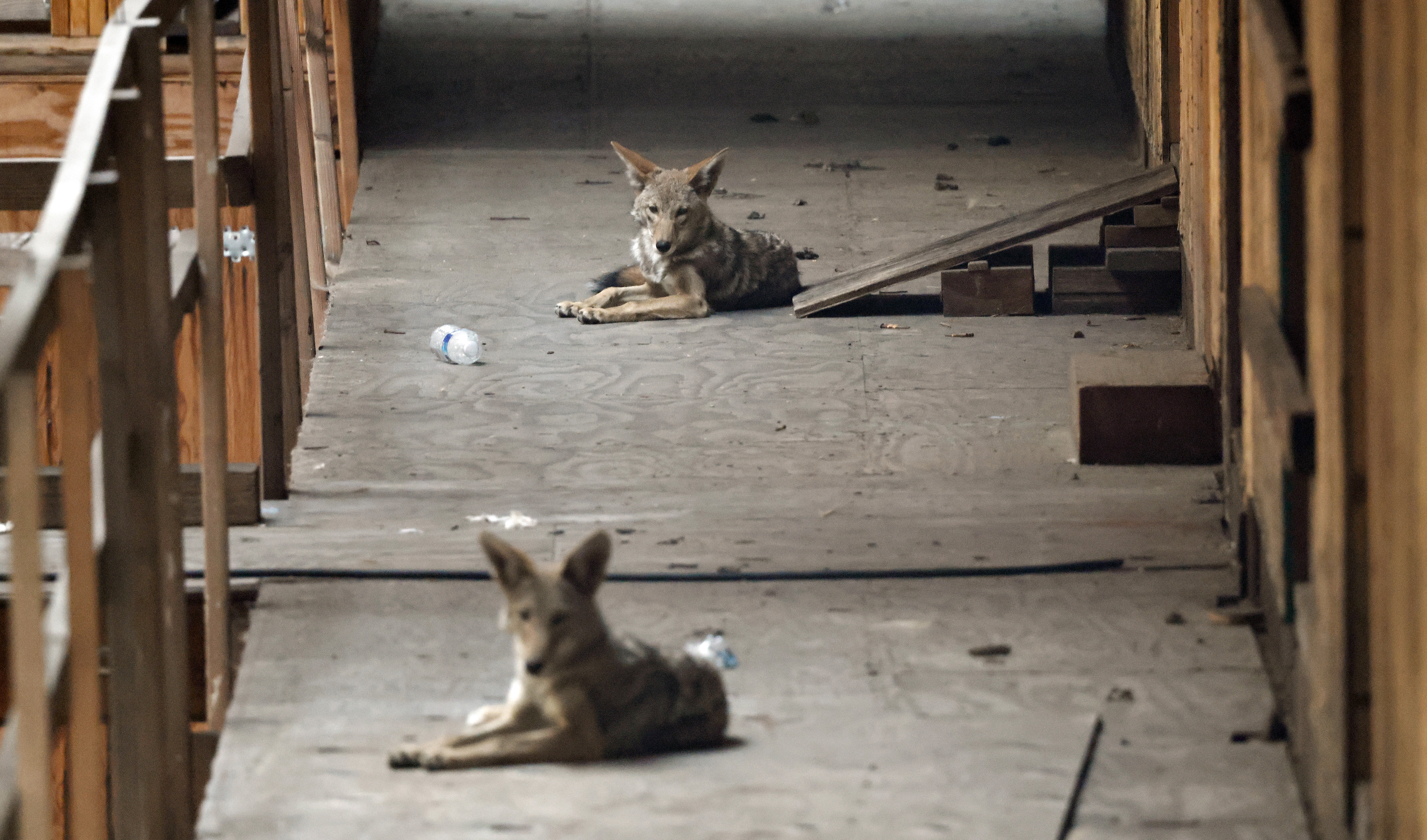 Wild coyotes rest in an abandoned construction site of a condominium development in West Hollywood, California. (Mario Tama/Getty Images)