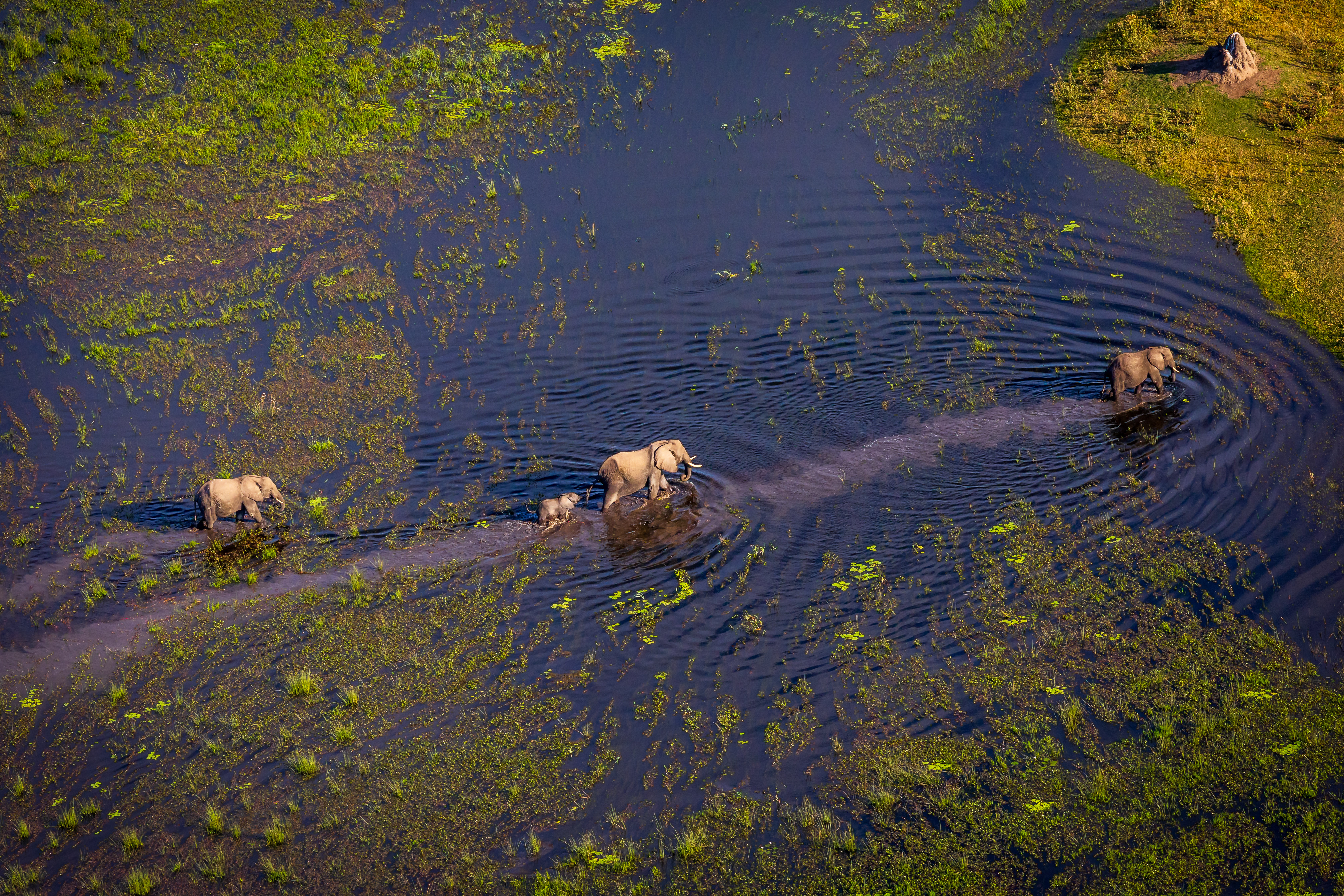 The 2025 first place winner, Michael Coffman of Arlington, took this image on safari in the Okavango Delta of Botswana. (Michael Coffman)