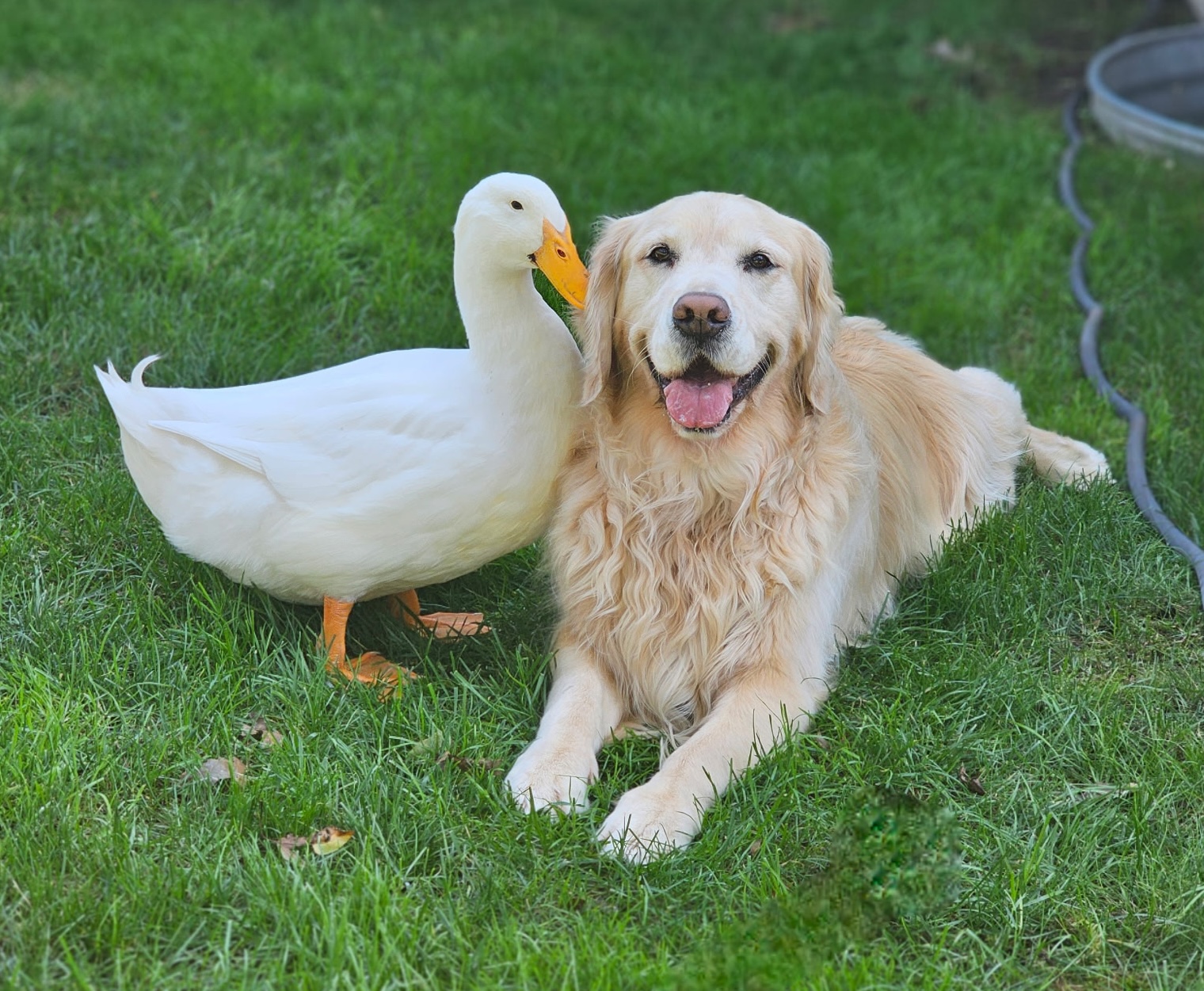 Louie, a Pekin duck, and Barley, a golden retriever, met in 2024 when Barley was starting epilepsy treatment and Louie was just 4 days old. (Tori Cannarelli)