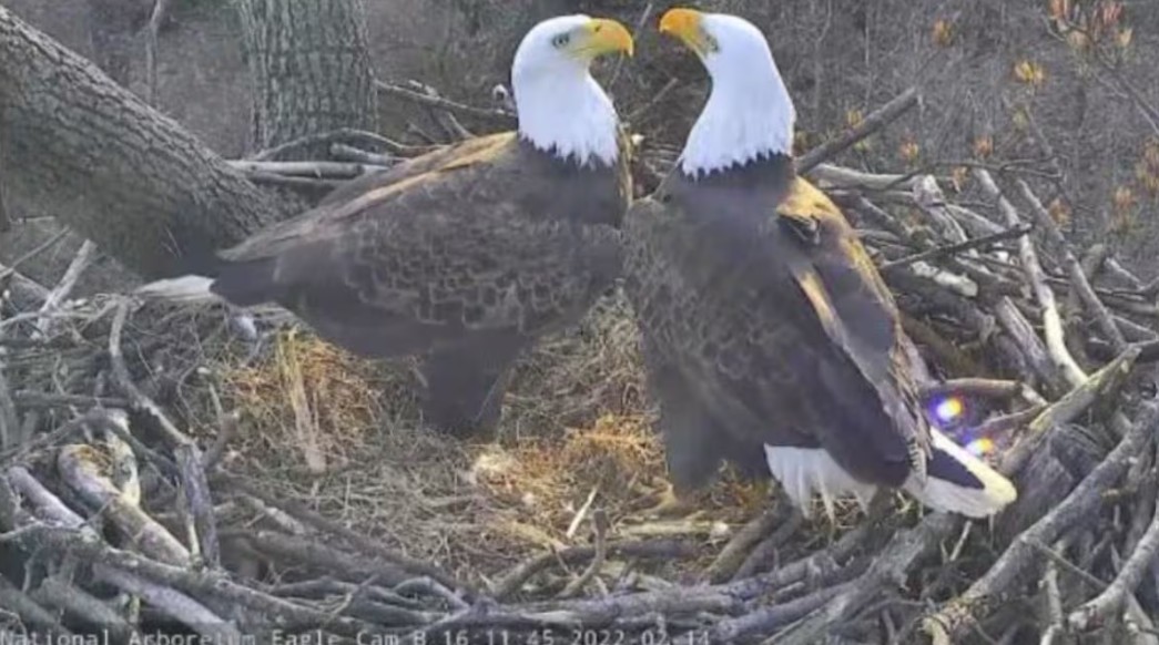 Mr. President and Lotus in their nest at the U.S. National Arboretum in 2022. (Courtesy of American Eagle Foundation/Friends of the National Arboretum)