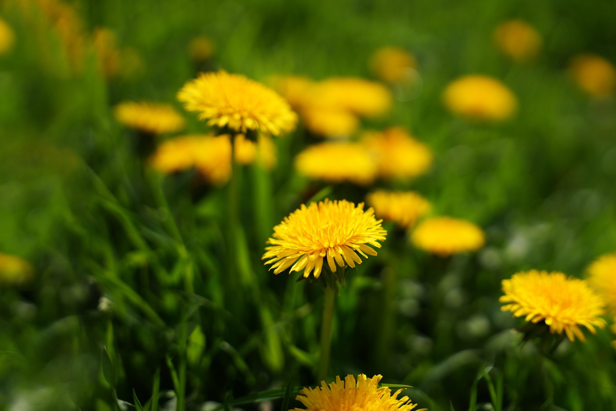 The humble dandelion gets a bad rap. (iStock)