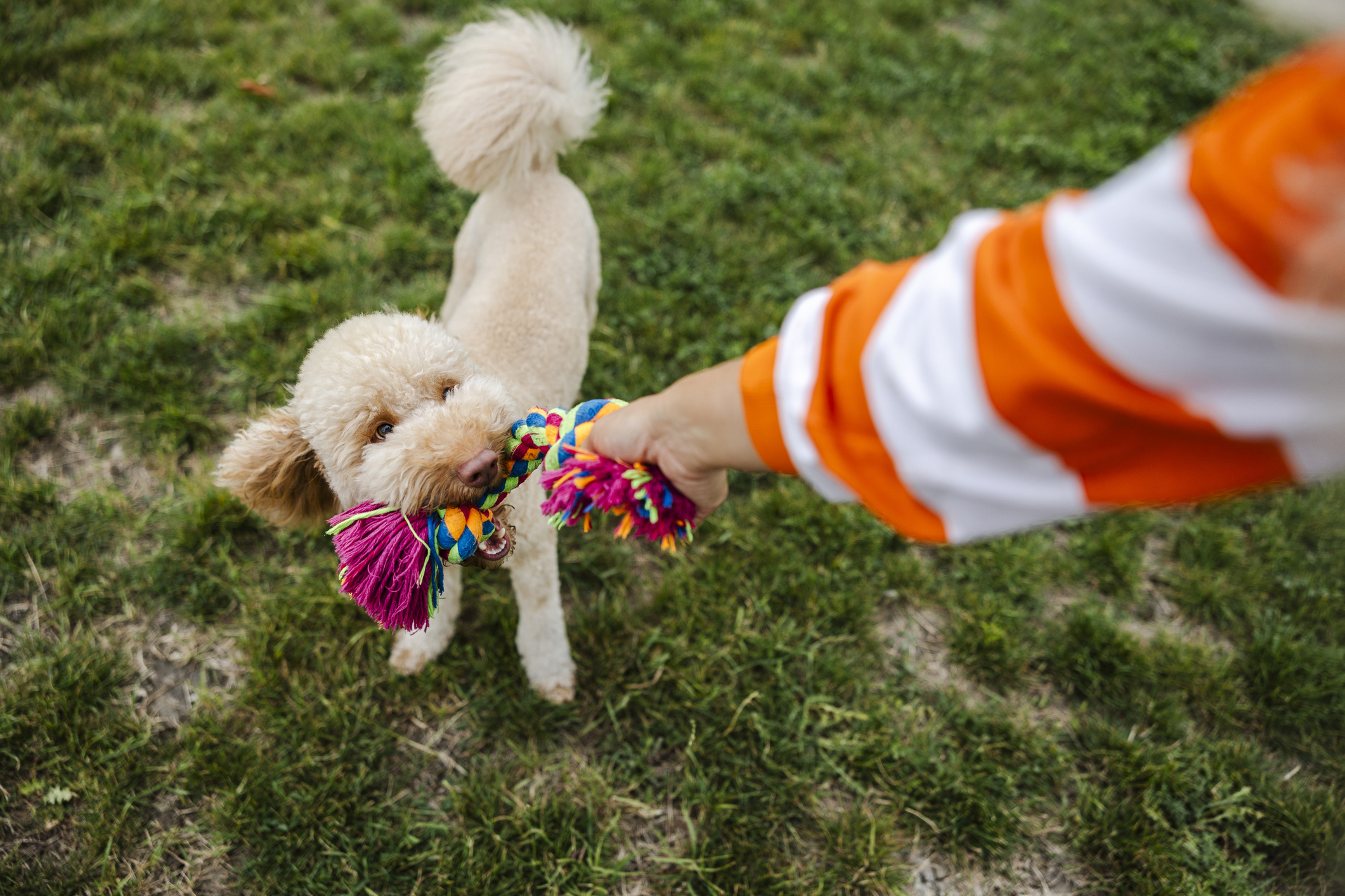 Toys should generally be cleaned every week or so. (iStock)