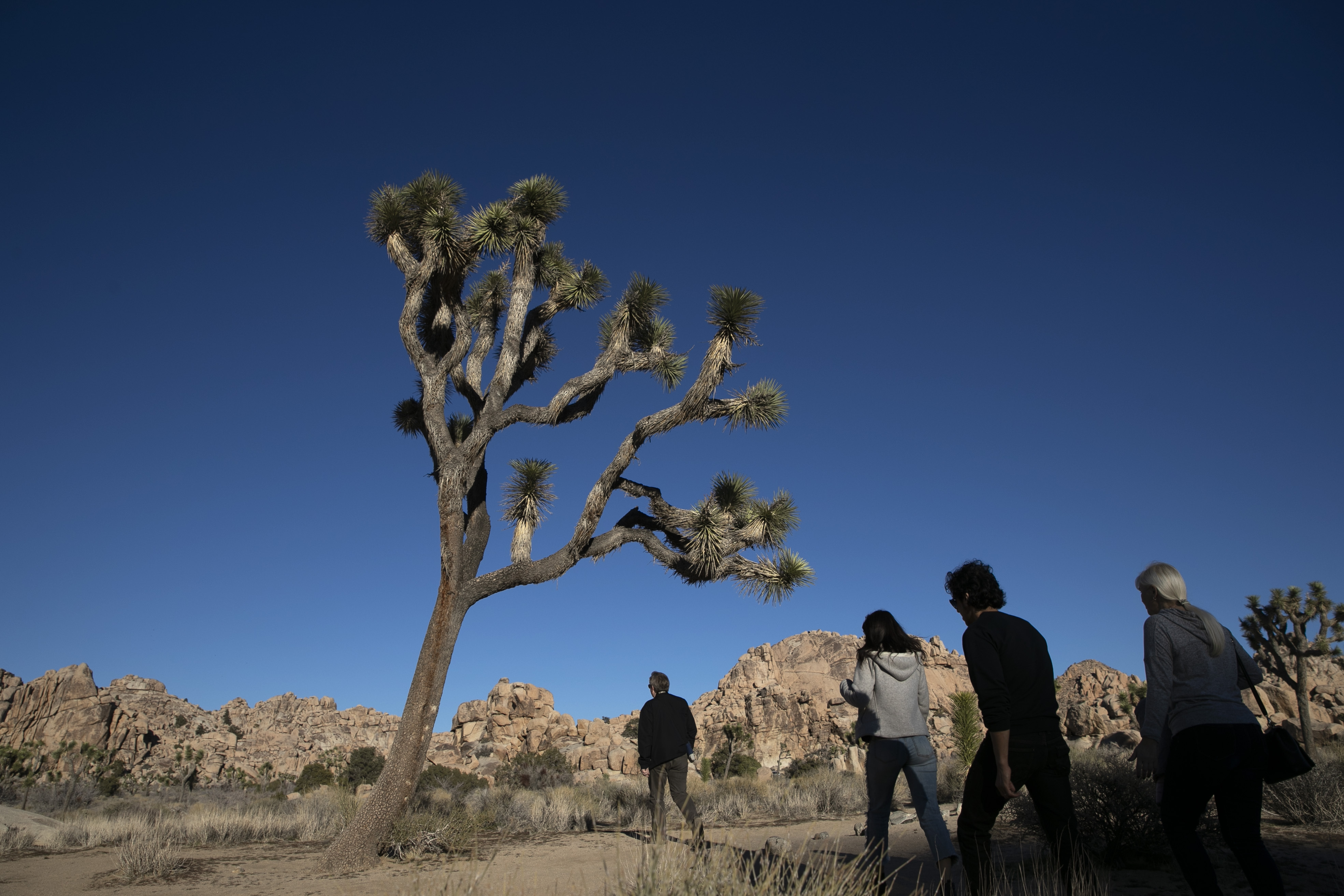 Joshua Tree National Park in 2019. (Jae C. Hong/AP)