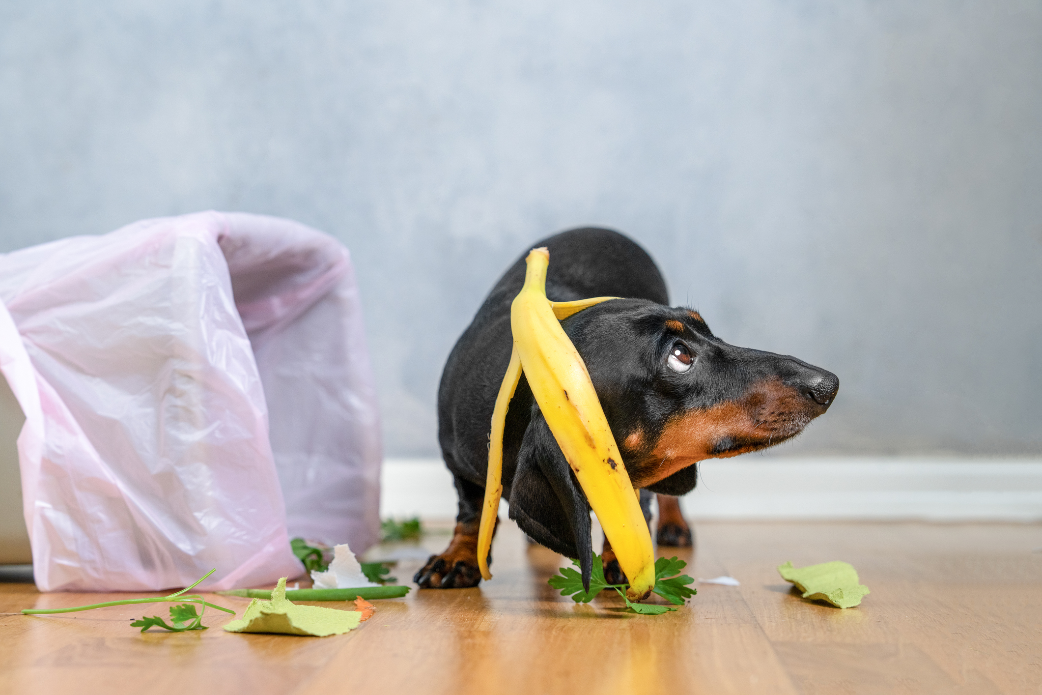 Your dog got into the trash and had a feast. Here’s what to do next. (iStock)