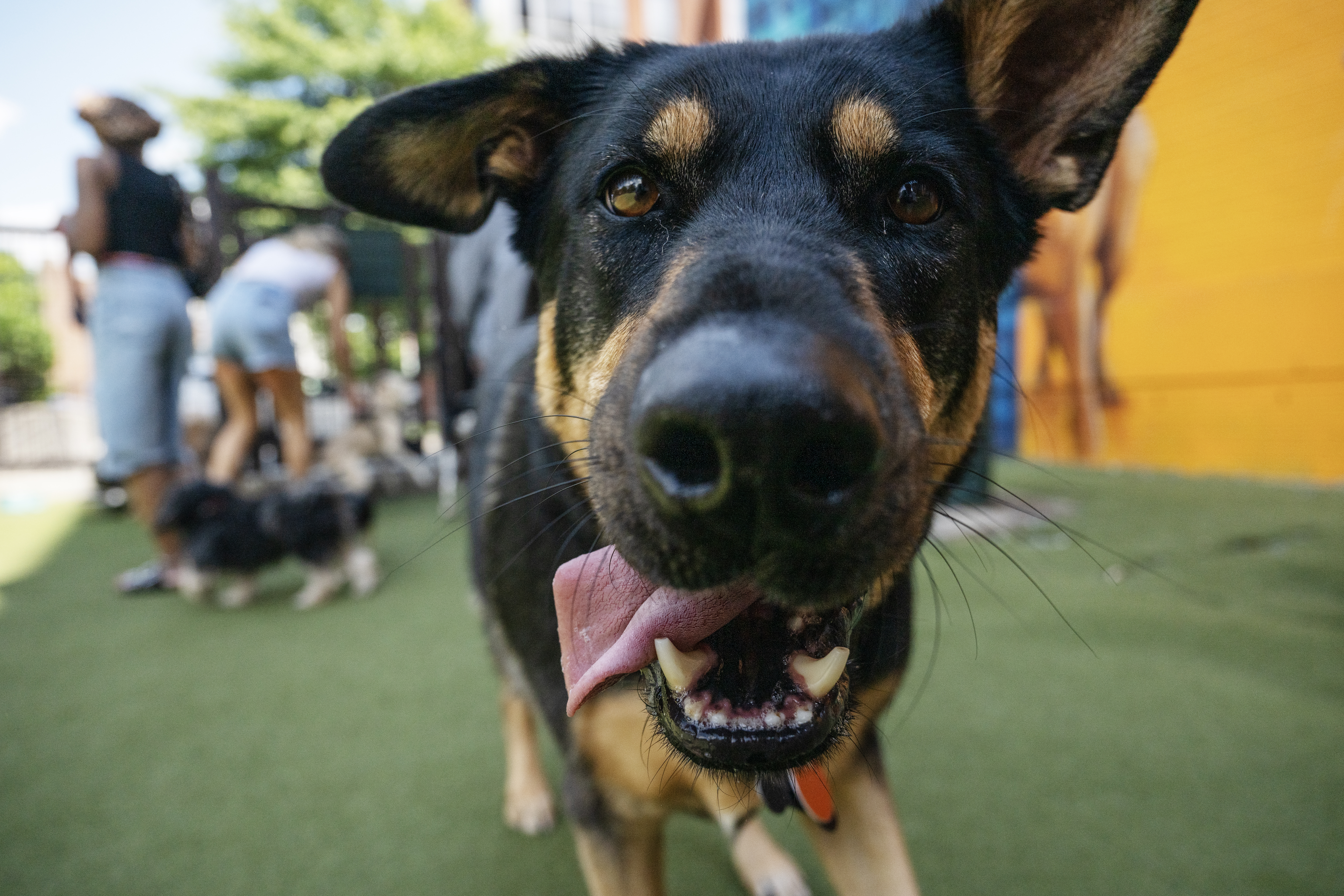 Dogs mingle and play at Swampoodle Dog Park & Playground this week in Washington. (Craig Hudson/For The Washington Post)