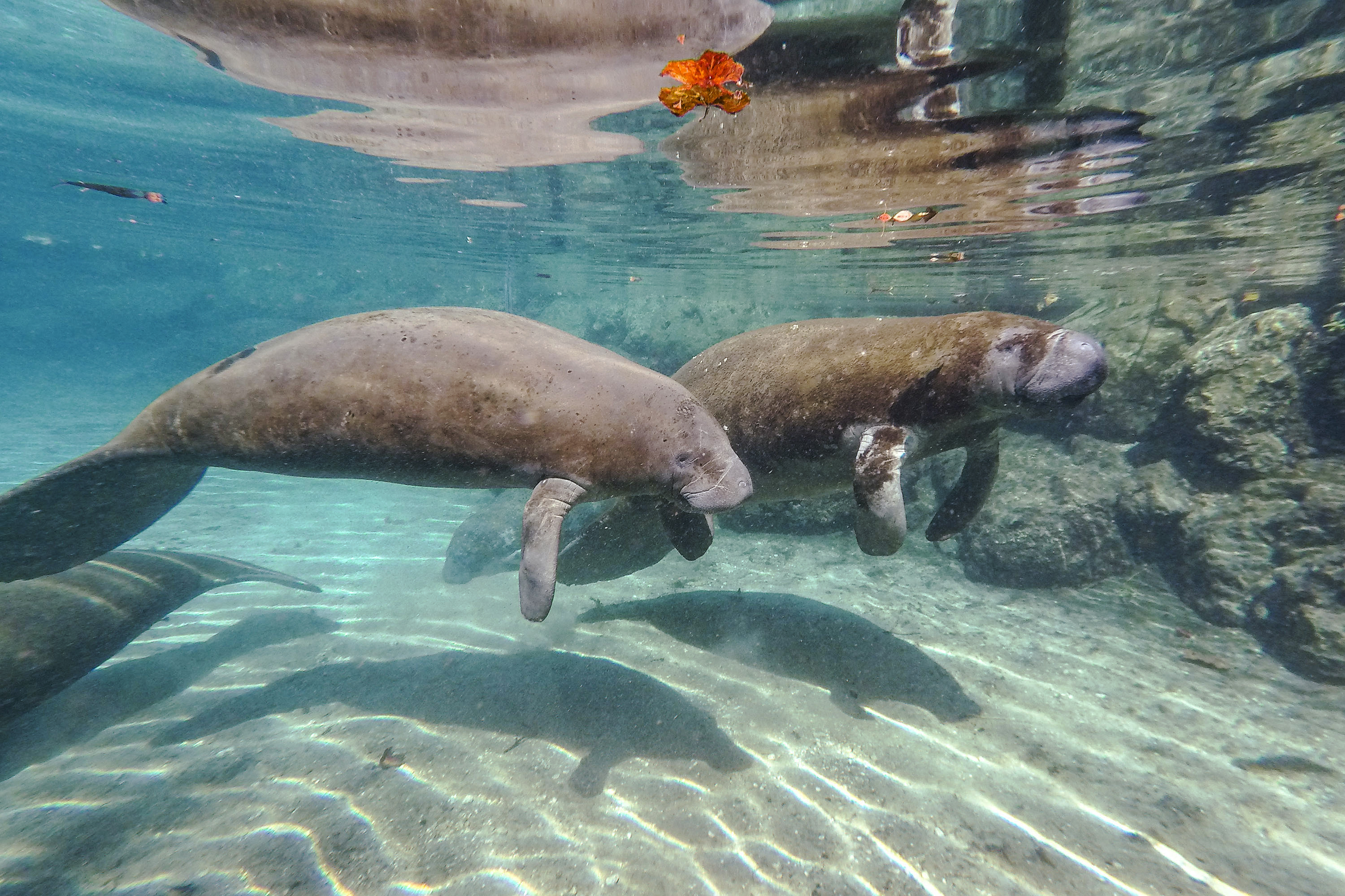 Florida manatees are seen last year in Three Sisters Springs in Crystal River, Florida. (Patrick Connolly/Orlando Sentinel/Tribune News Service/Getty Images)