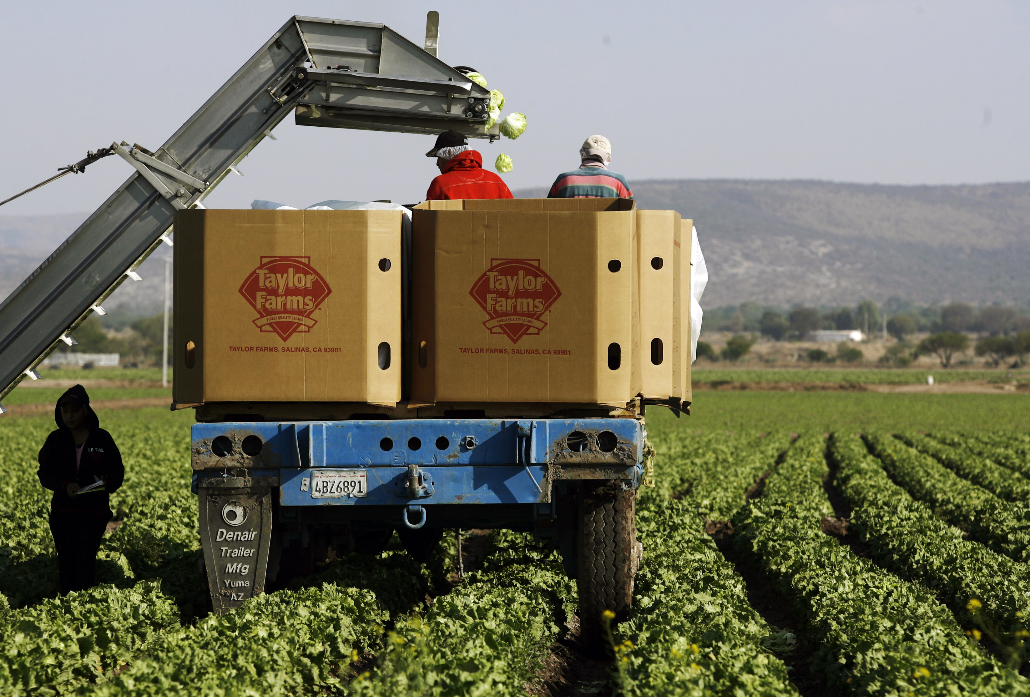 Workers pack lettuce at a Taylor Farms field in Doctor Mora, Mexico, in March. (Guillermo Arias/AP)