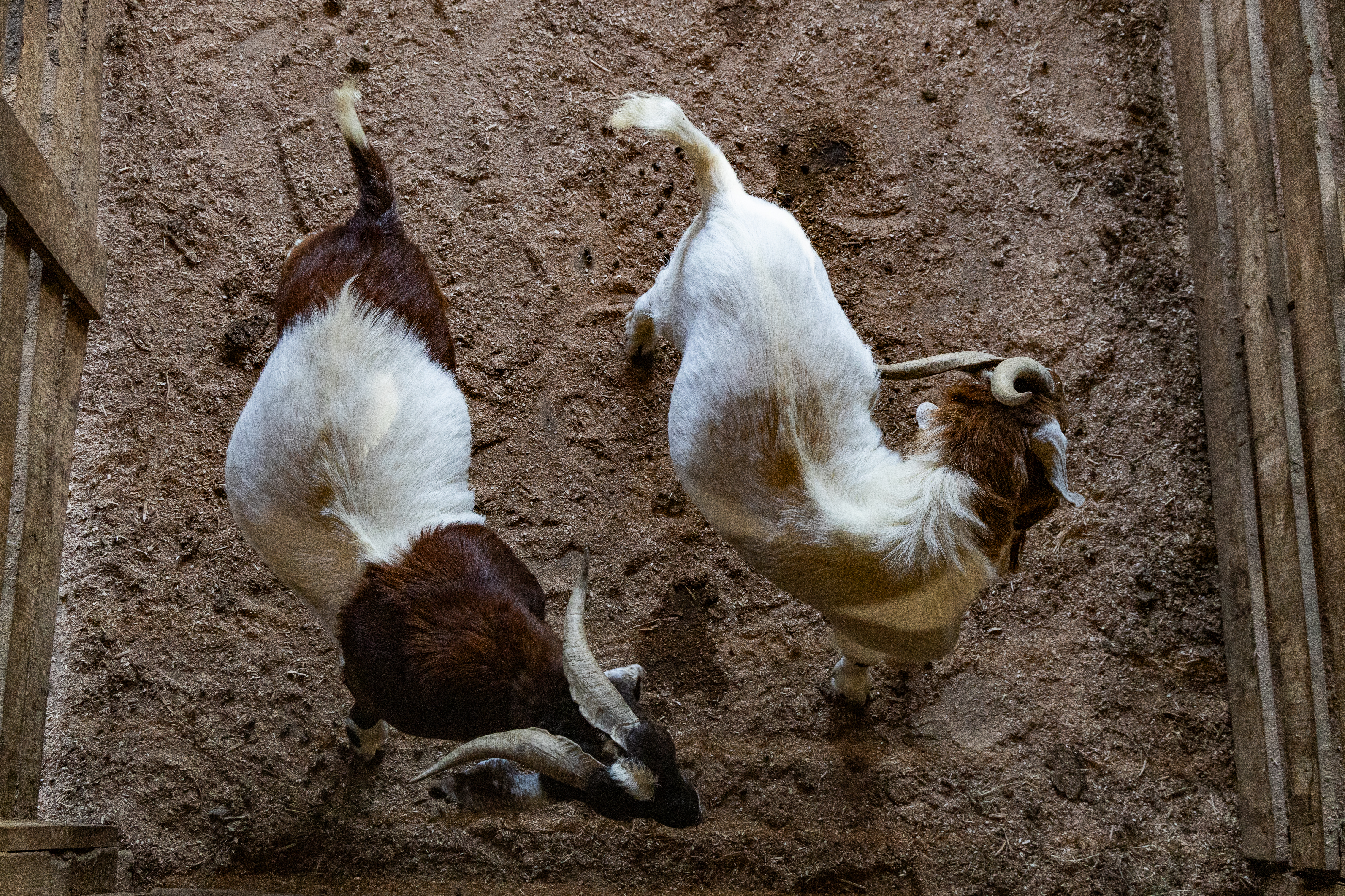 Two goats await sale at the Exchange. (Hanna Leka/For The Washington Post)