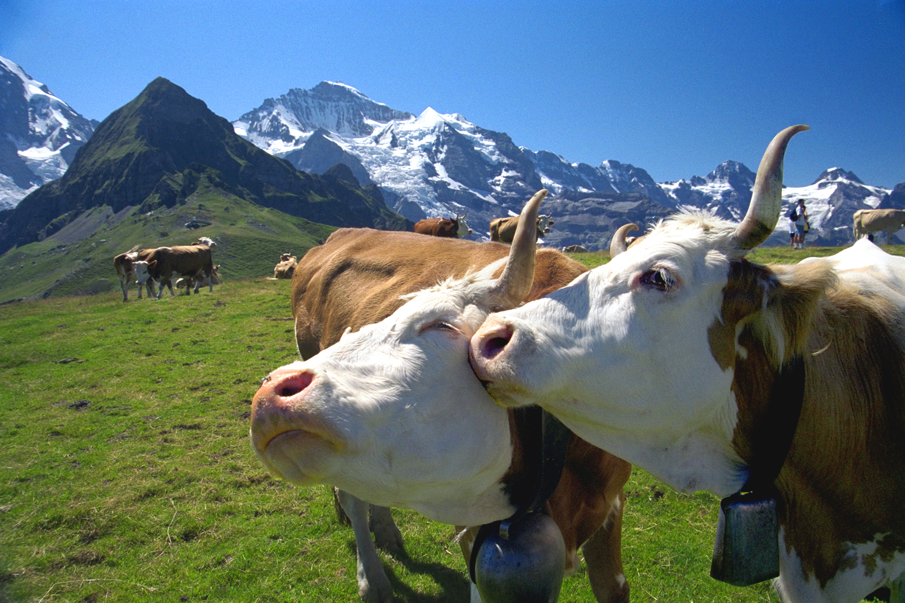 The walk from Männlichen to Kleine Scheidegg in Switzerland comes with great views and fine company. (Dominic Arizona Bonuccelli)