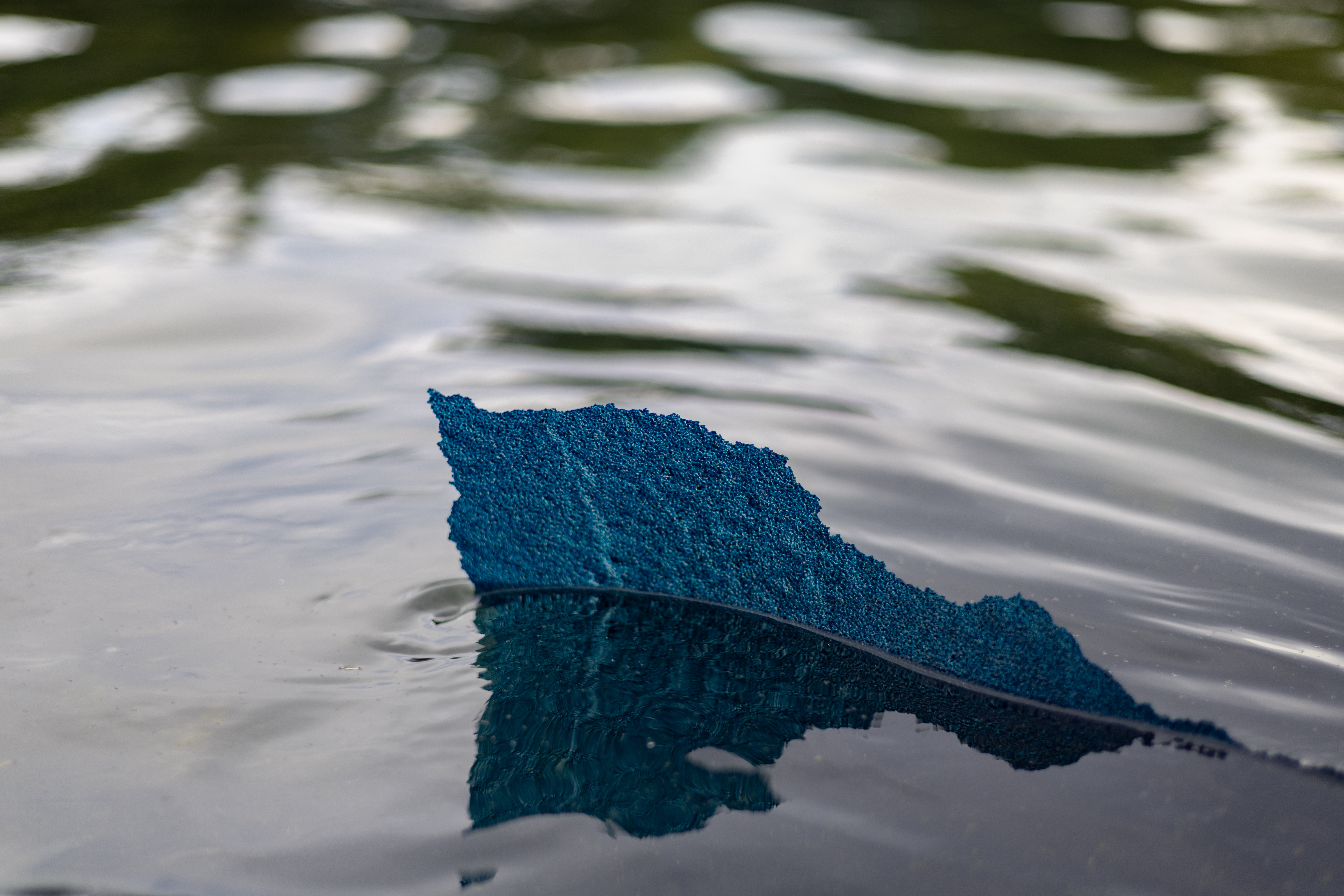 A piece of the new blue paint, a part of President Donald Trump’s renovation, peels off from the bottom of the Lincoln Memorial’s Reflecting Pool on Thursday.