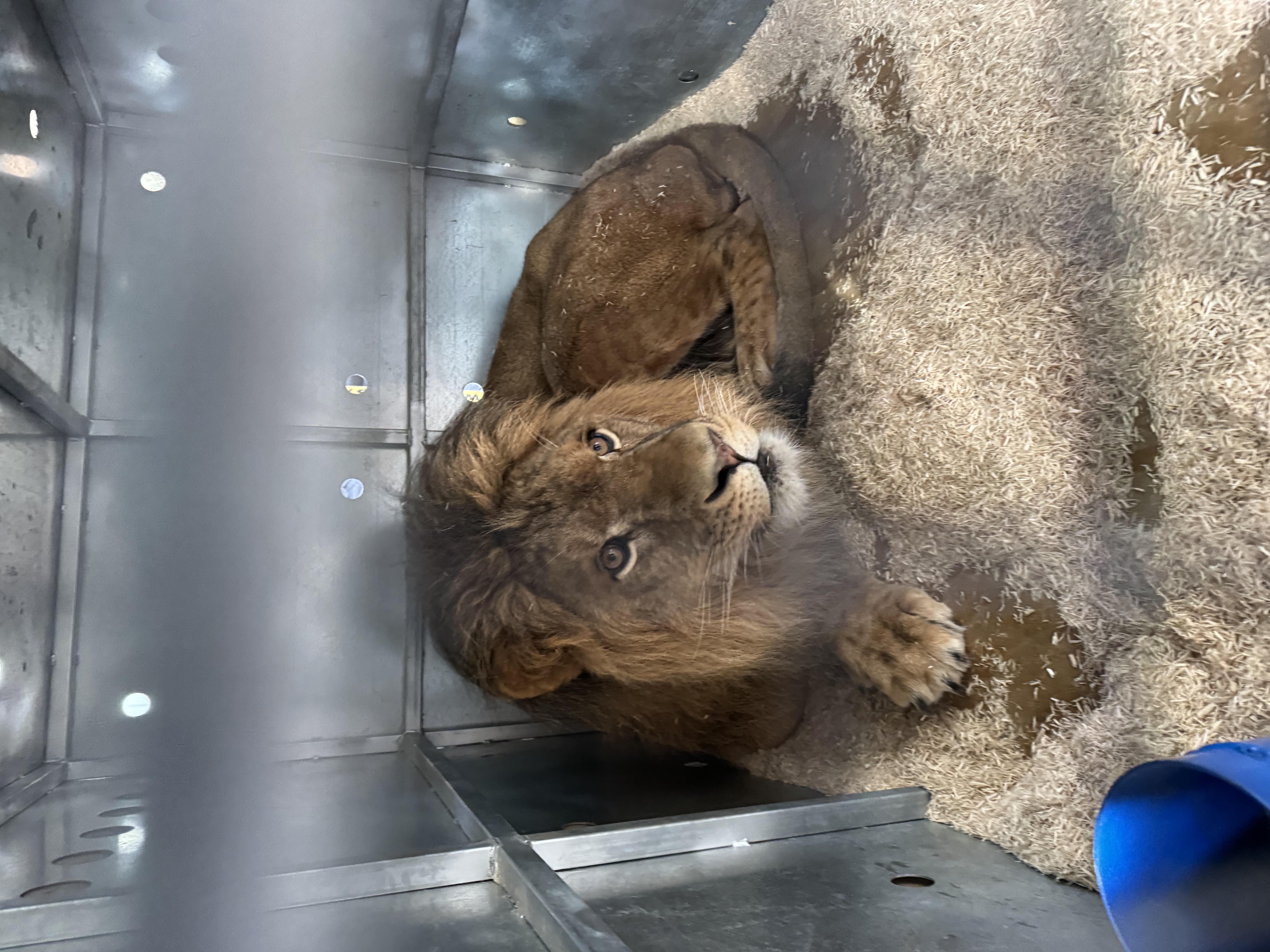Kiros waits inside transport crate. (Courtesy of the Wildcat Sanctuary)