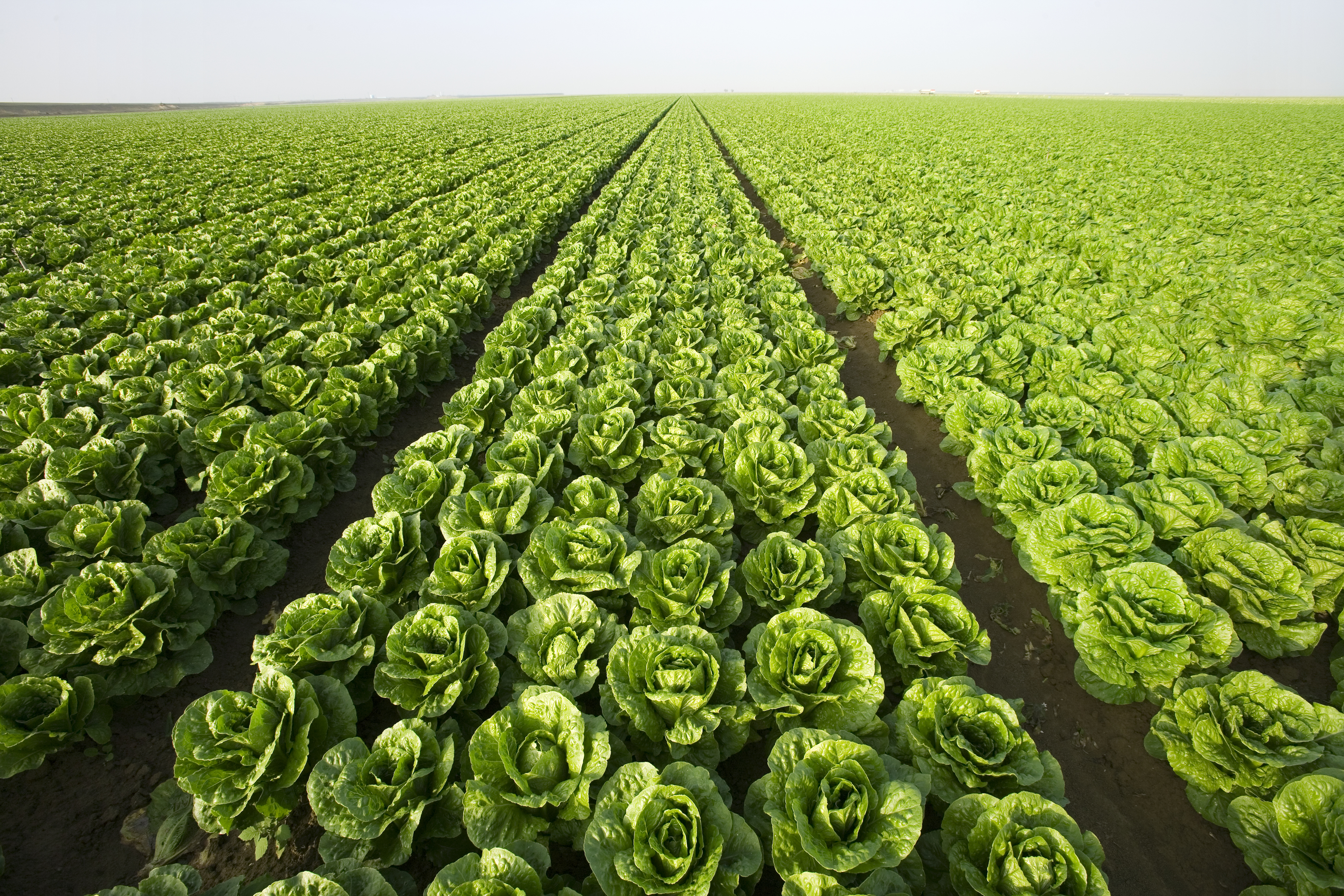 Fields full of lettuce? We can do better. (Ed Young/Design Pics Editorial/Universal Images Group/Getty Images)
