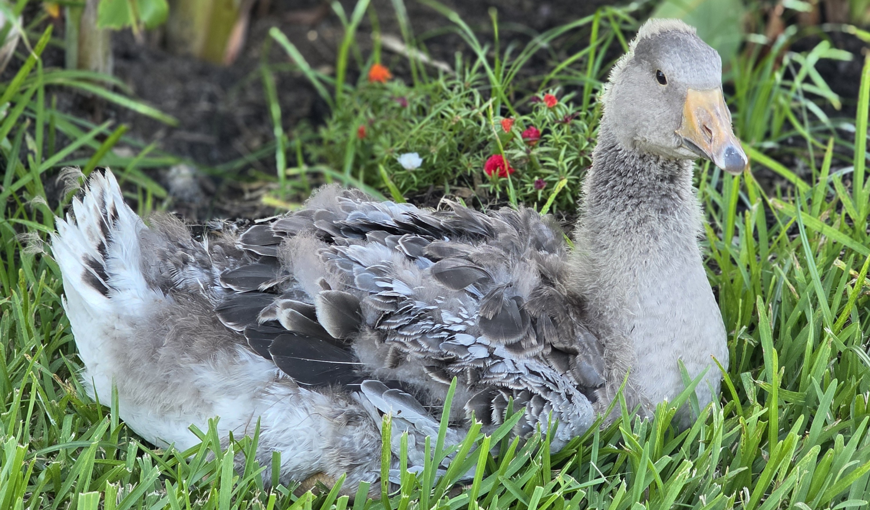 Goosey, a pet goose, alerted his family to a barn fire in Richmond, Texas. (Chelsea Gerber)