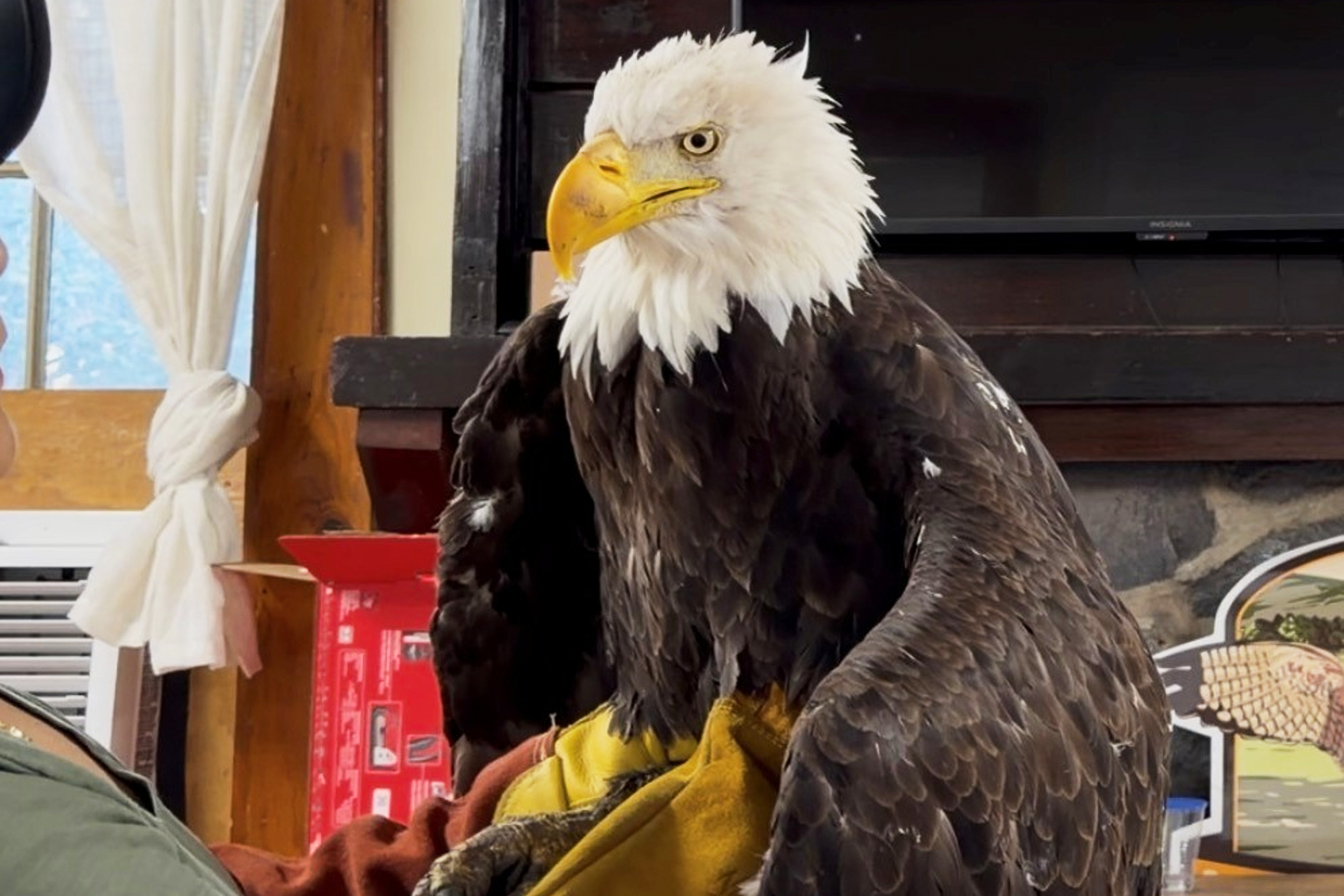 Autopsy Finds Bird Flu Was Primary Cause of Eagle Jackie’s Death