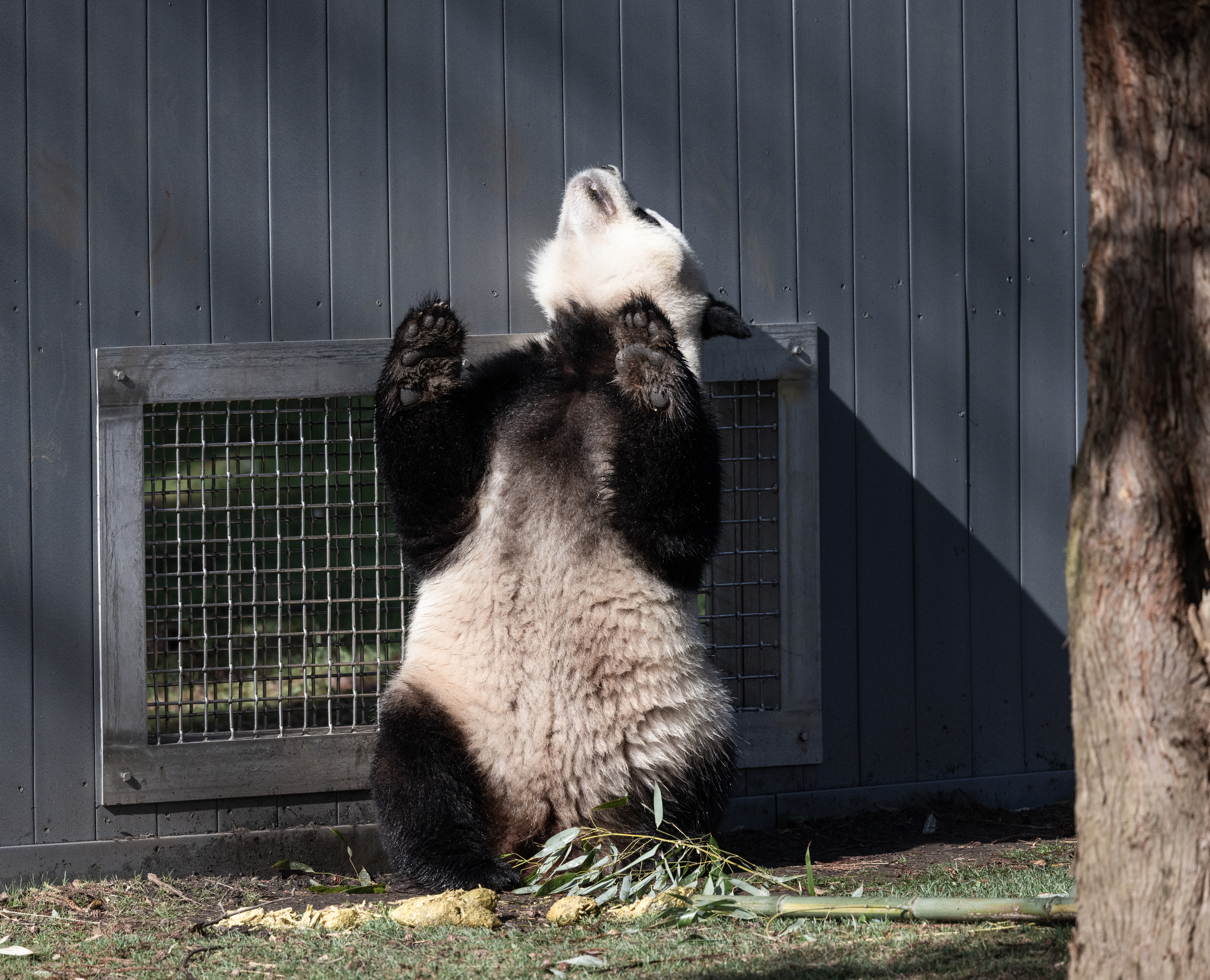 Giant panda Bao Li, a male, rubs against a “howdy” window in response to Qing Bao being in estrus at the Smithsonian's National Zoo. (Brett Kuxhausen/Smithsonian’s National Zoo and Conservation Biology Institute)