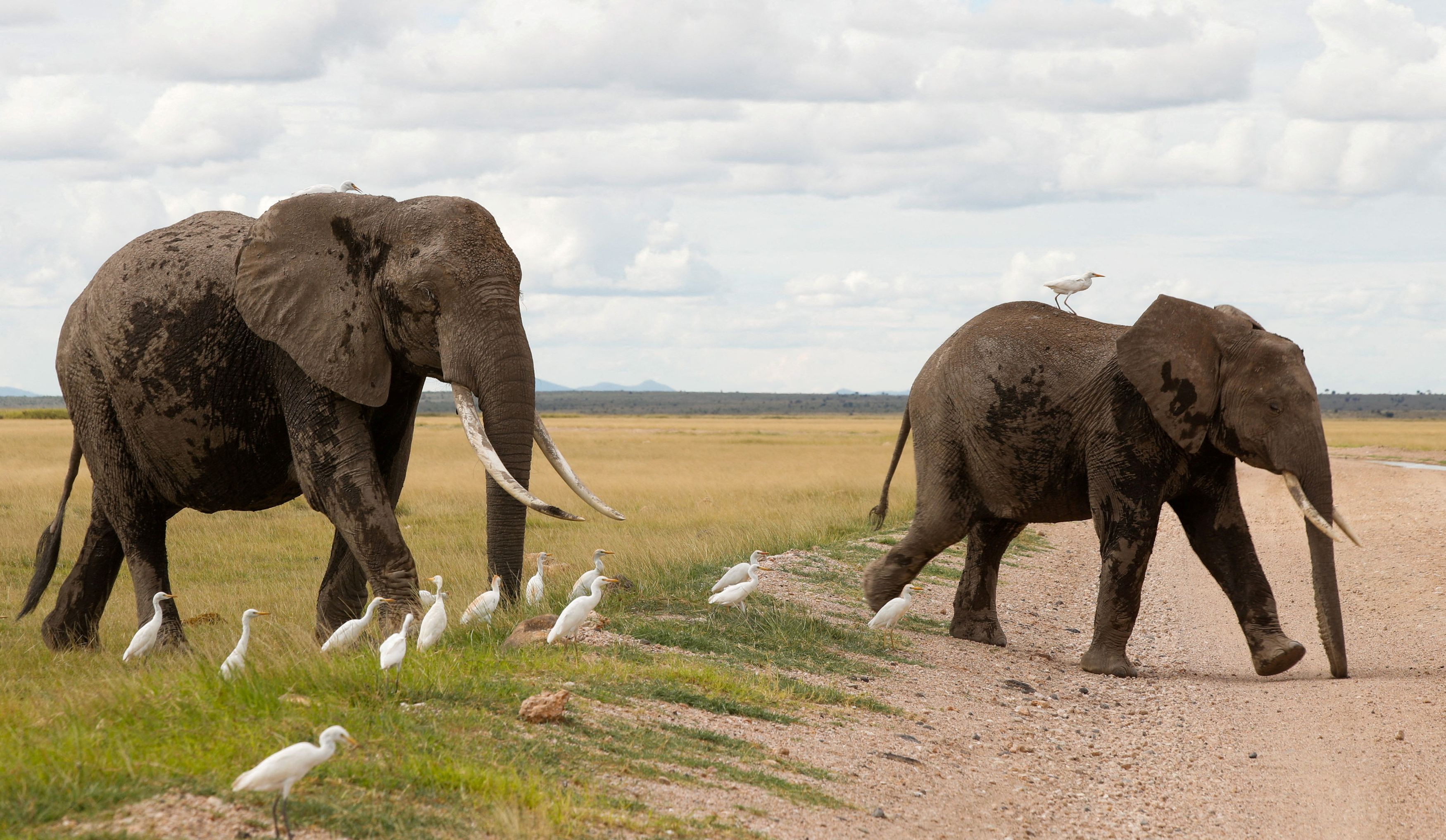Kenya investigates deaths of 15 elephants in Amboseli National Park; KWS explores potential toxic substances and environmental factors.