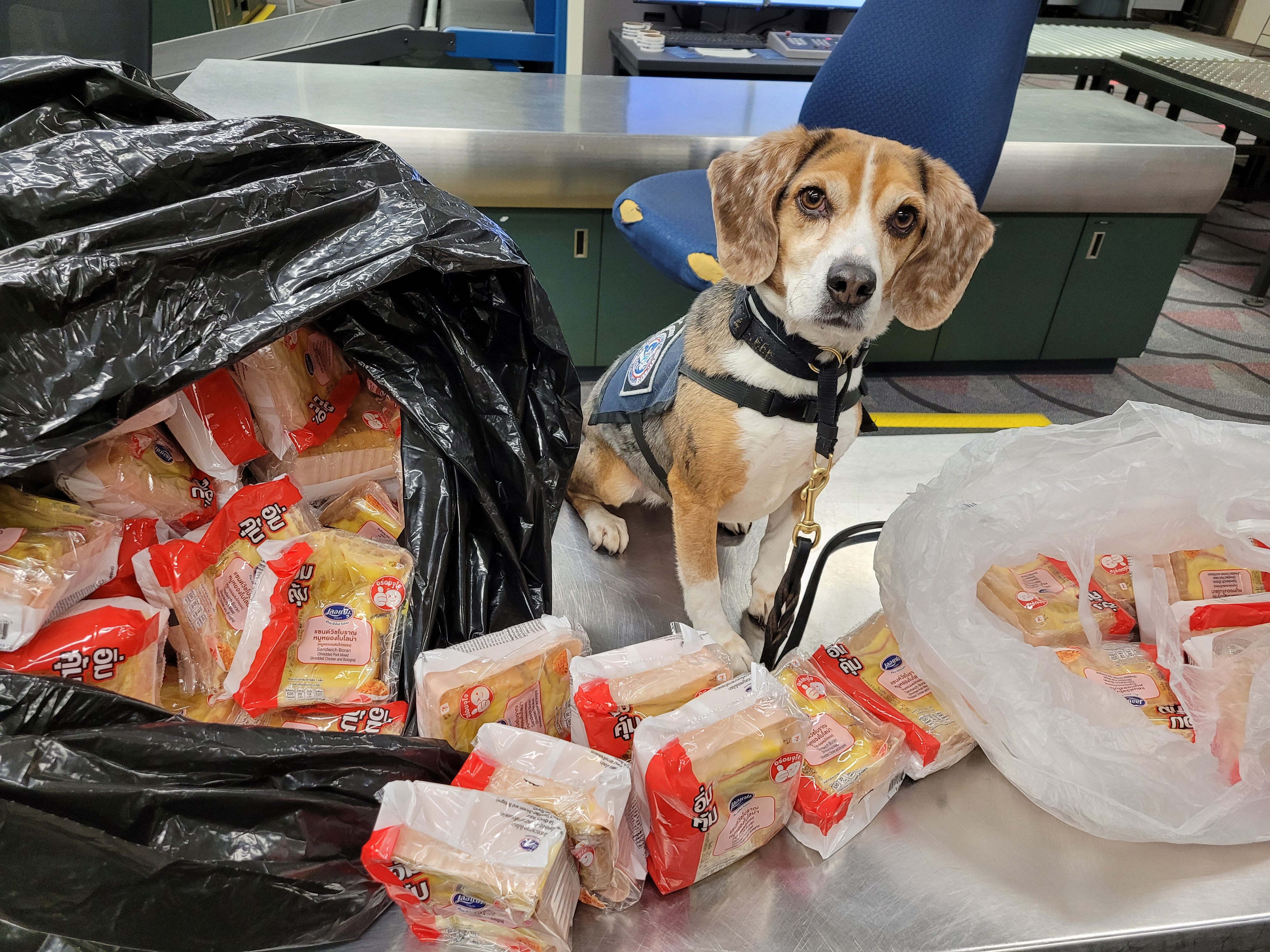 Merla with the 100 illegal sandwiches she discovered at the Minneapolis airport. (Courtesy U.S. Customs and Border Protection)