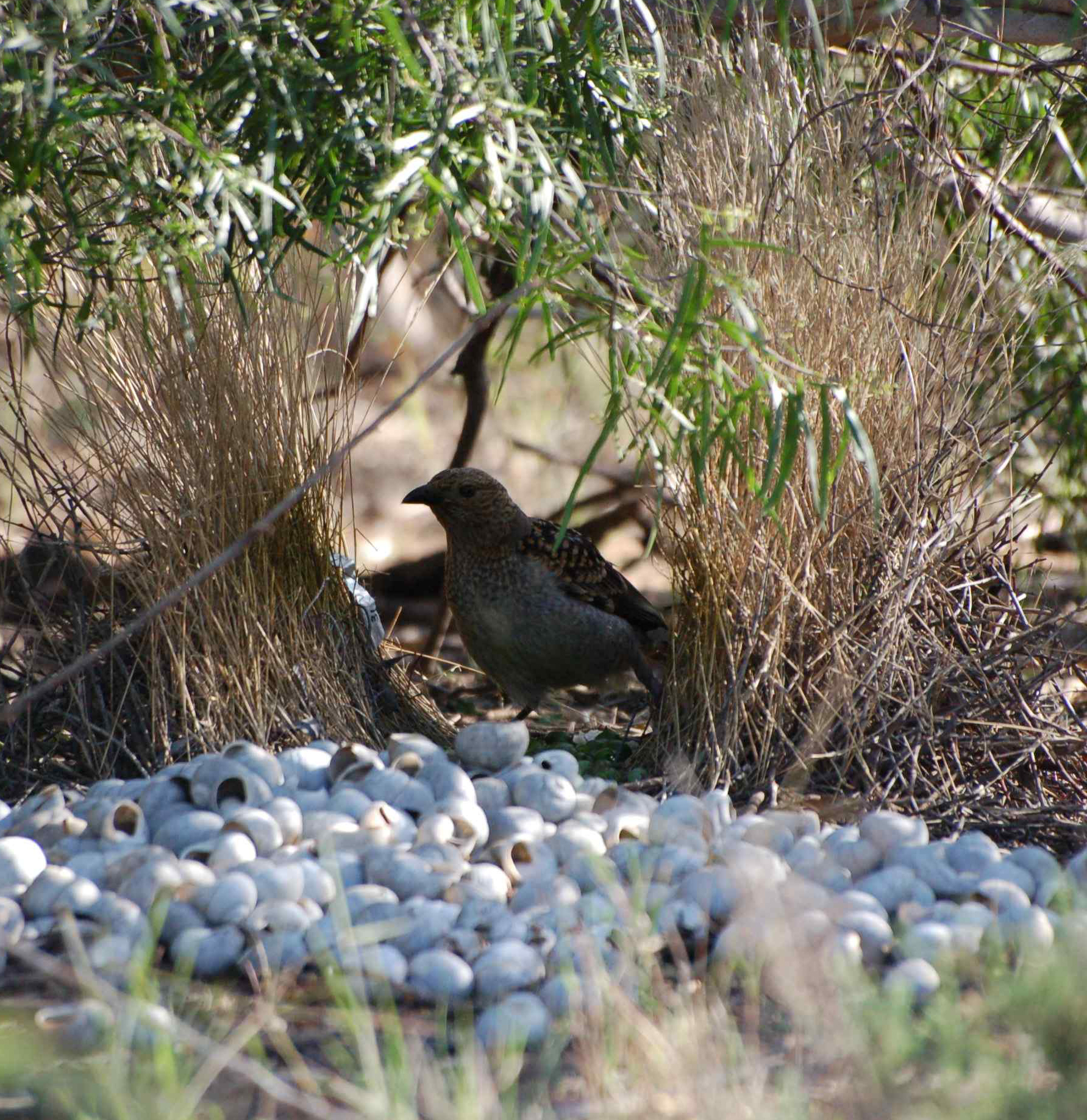 Bowerbirds put decorative objects at both ends of their elaborate bowers to lure females. (Laura Kelley)