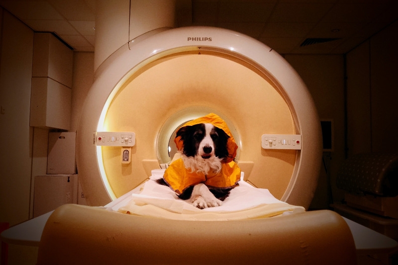 A dog in an MRI machine during the experiment. (Laura V. Cuaya)