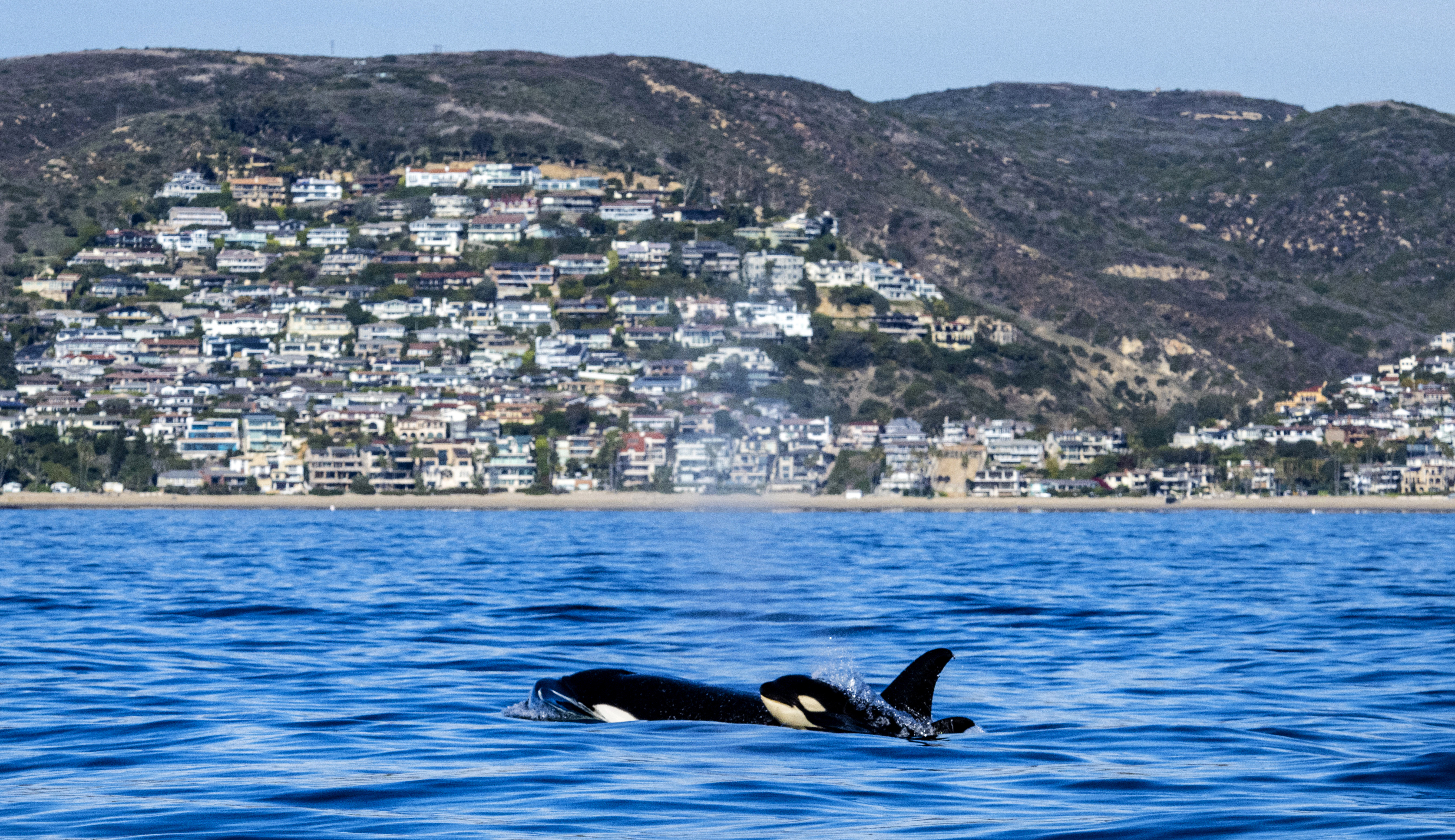 For the first time, researchers have documented orcas cooperating to smash their prey. (MediaNews Group/Orange County Register/Getty Images)