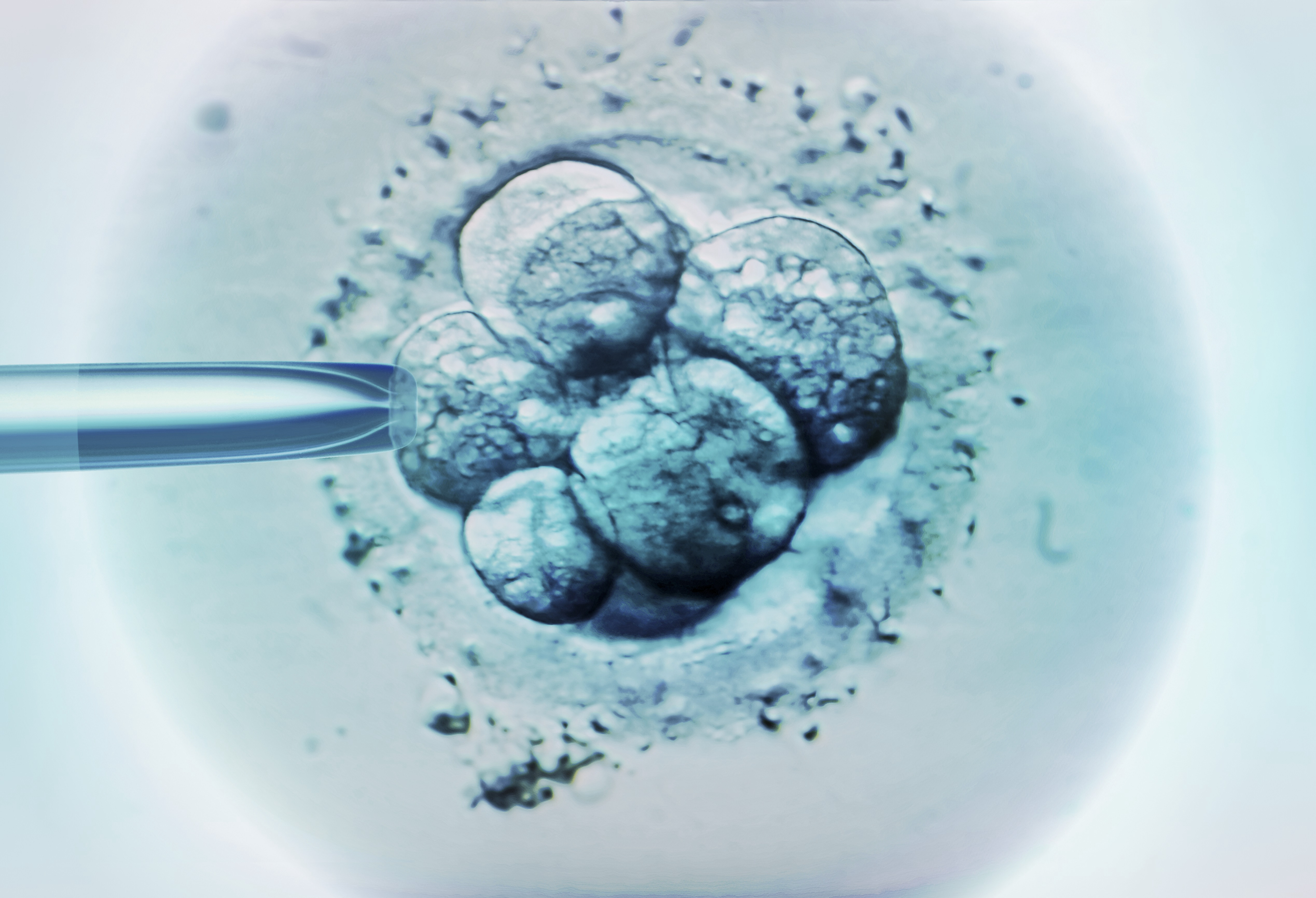 Embryos seen under a light micrograph. (Getty Images)