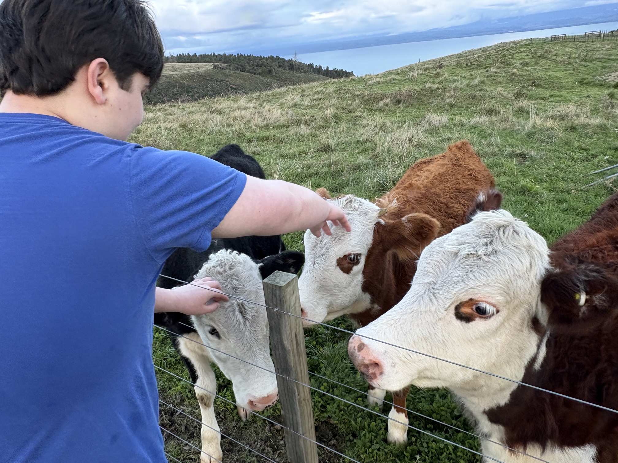 The cows at our accommodations were eager for some interaction. They stormed over as soon as Cal headed out. (Carlene Hempel)