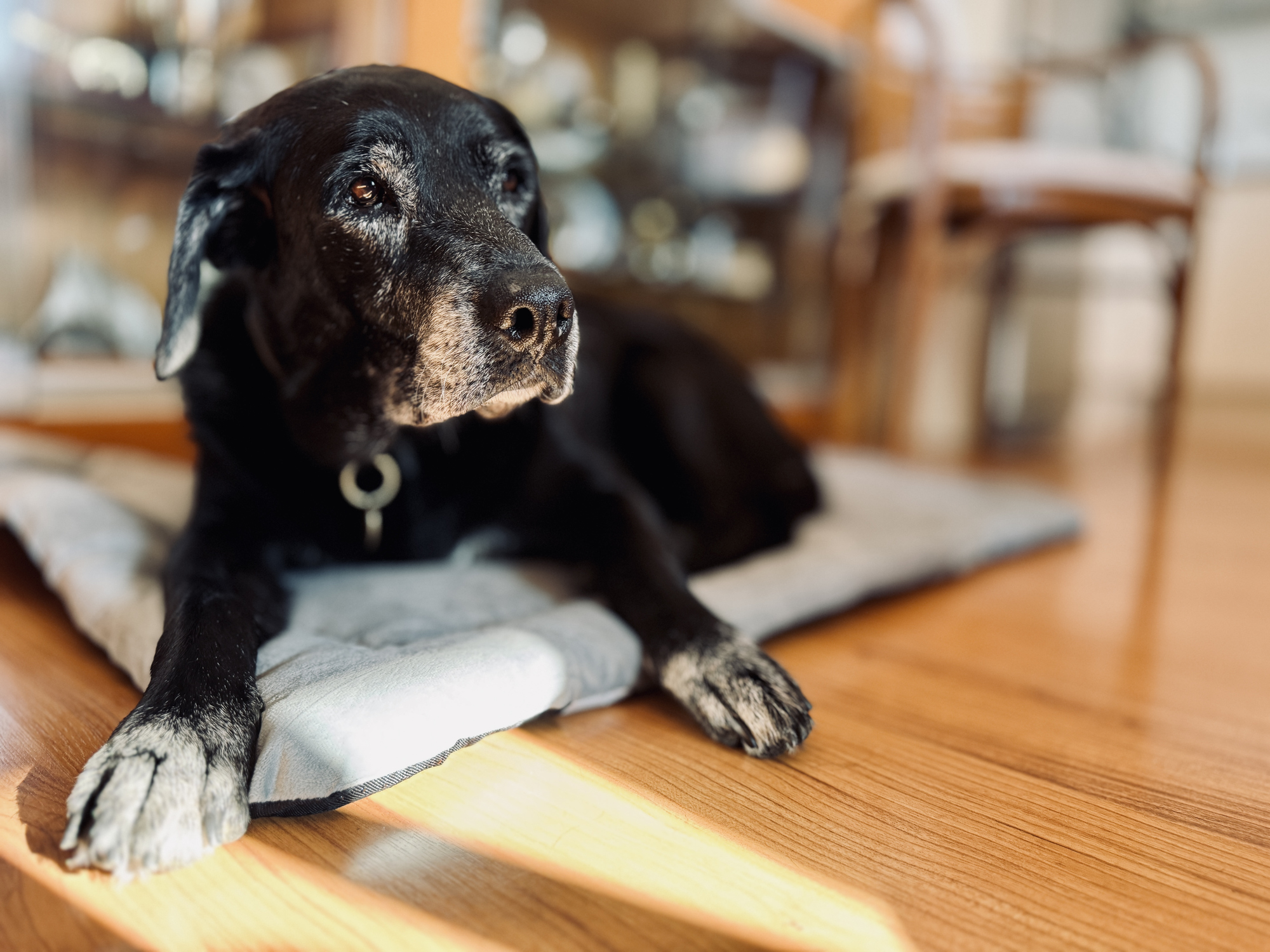 Two national clinical trials of antiaging drugs for dogs are underway. (iStock)