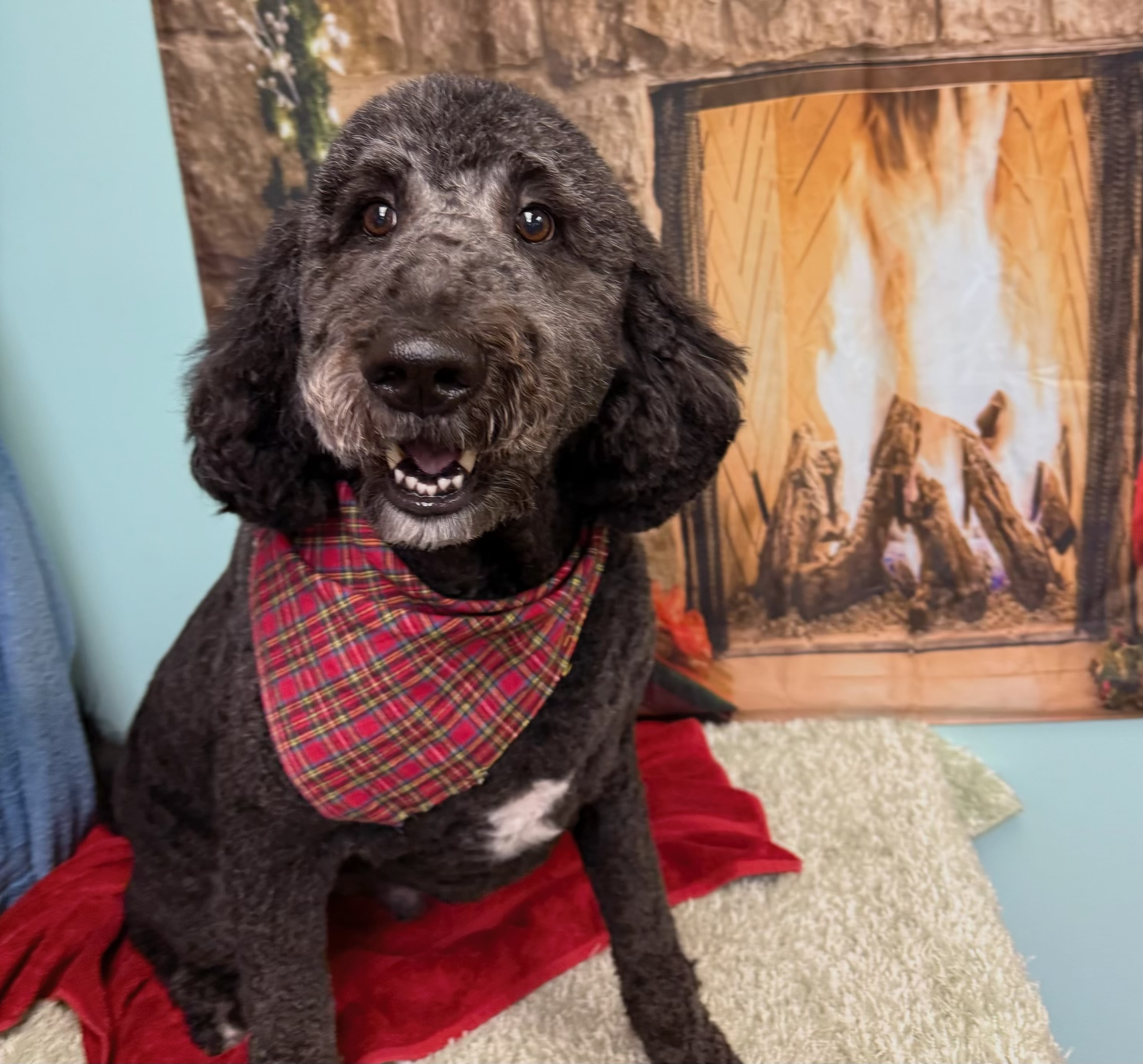 Squilliam, Aida Kelly's 3-year-old poodle, alerted her to a fire in her house on June 19. (Aida Kelly)