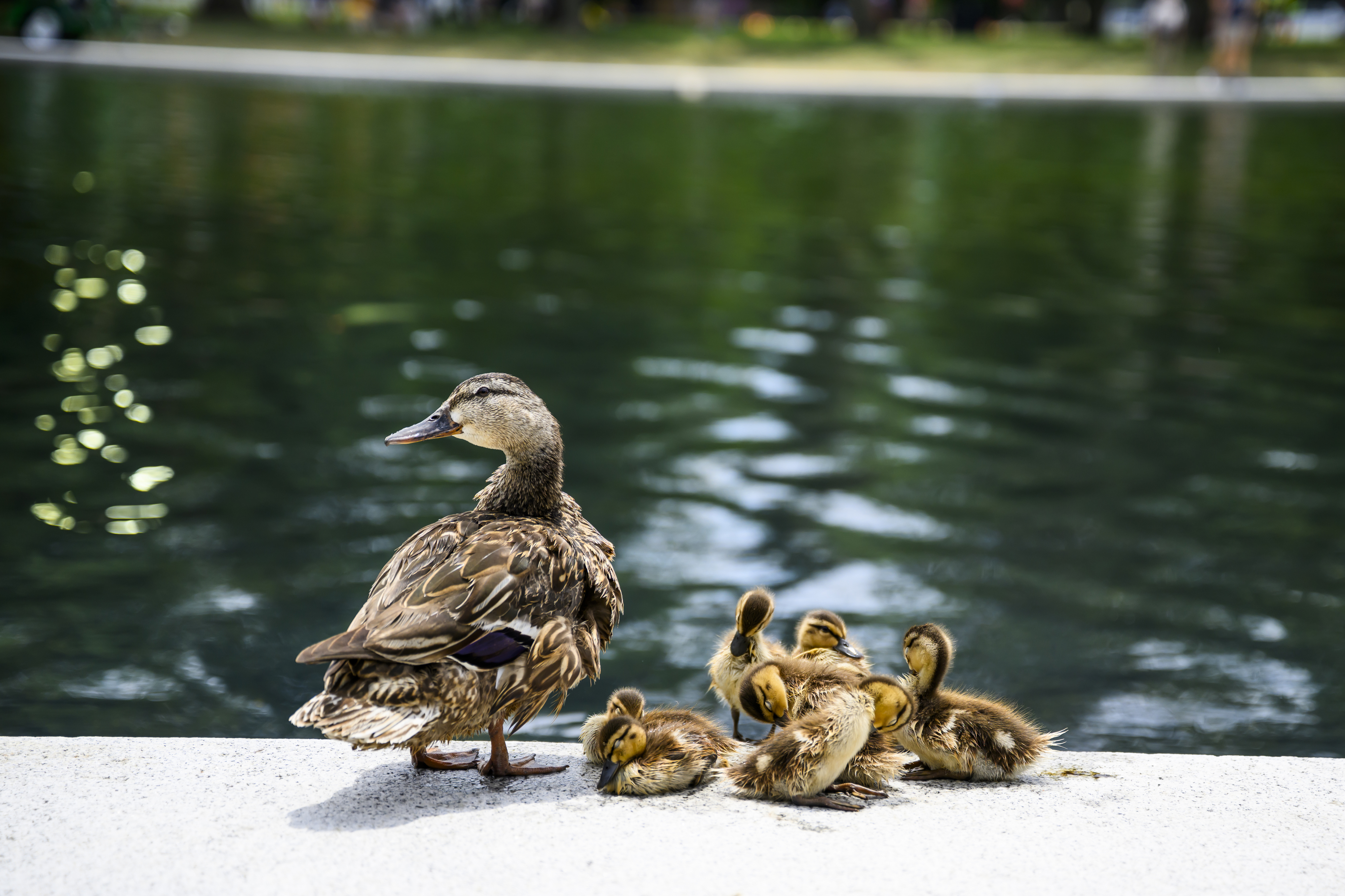 A family of ducks on the edge of the Reflecting Pool on Sunday. (Pete Kiehart/For The Washington Post)