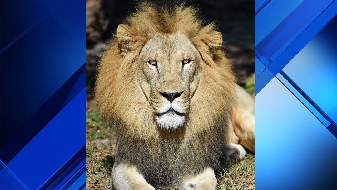 Zoo Miami brings lions back to the pride