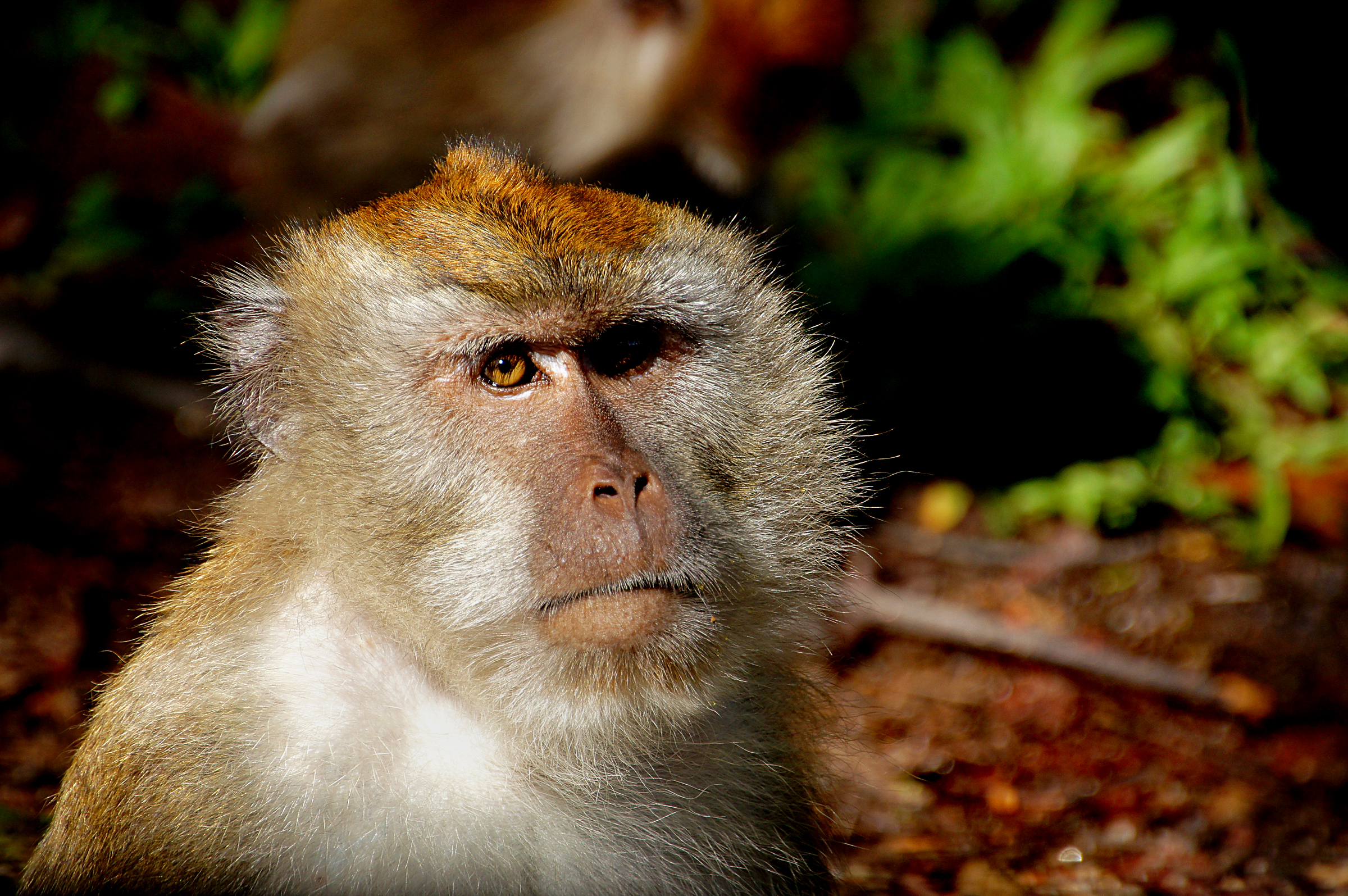 The Death of Macaque in a Portland Lab Spotted in Government Documents