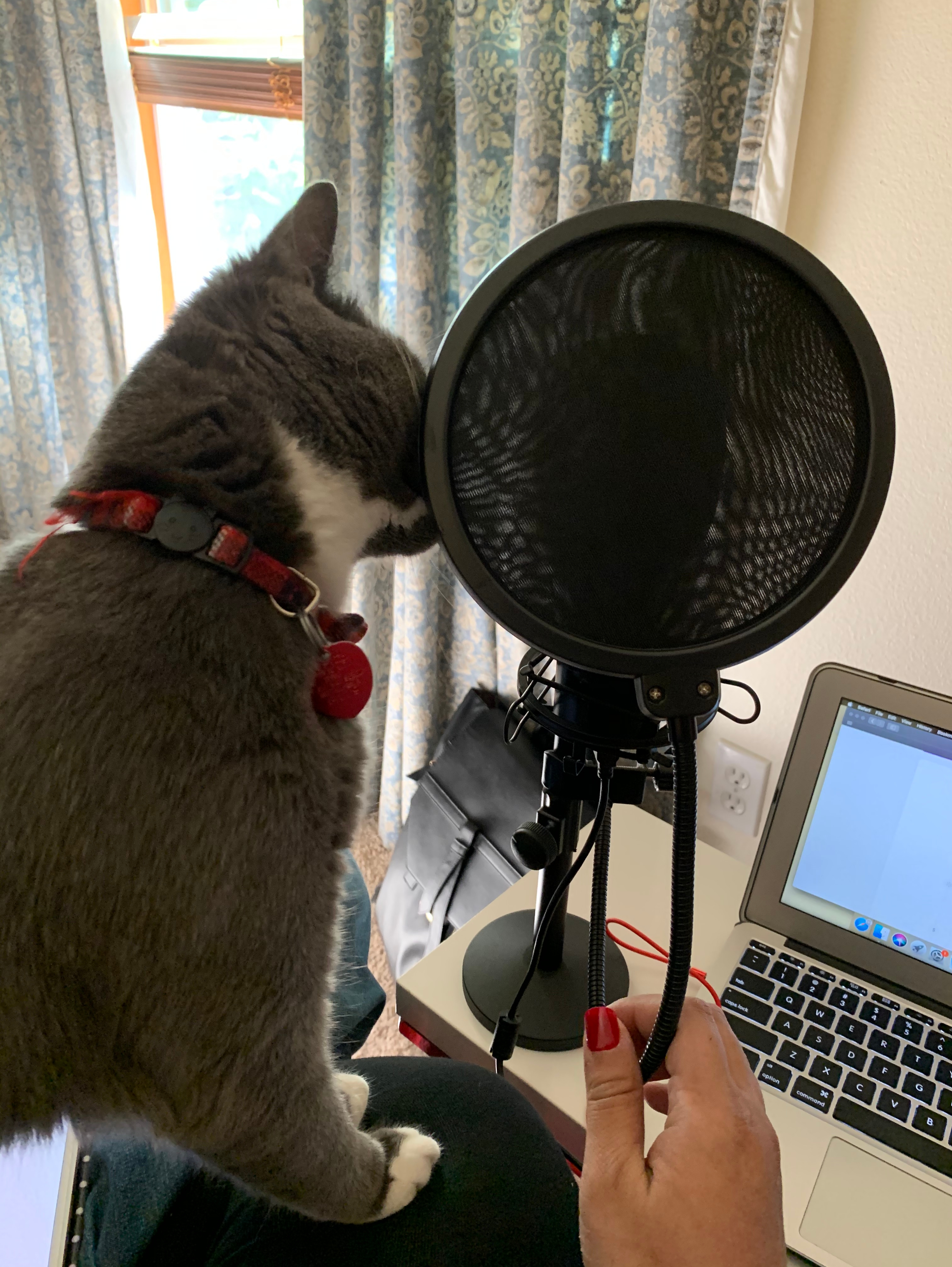 Pod Cats Podcast  True Crime Stories