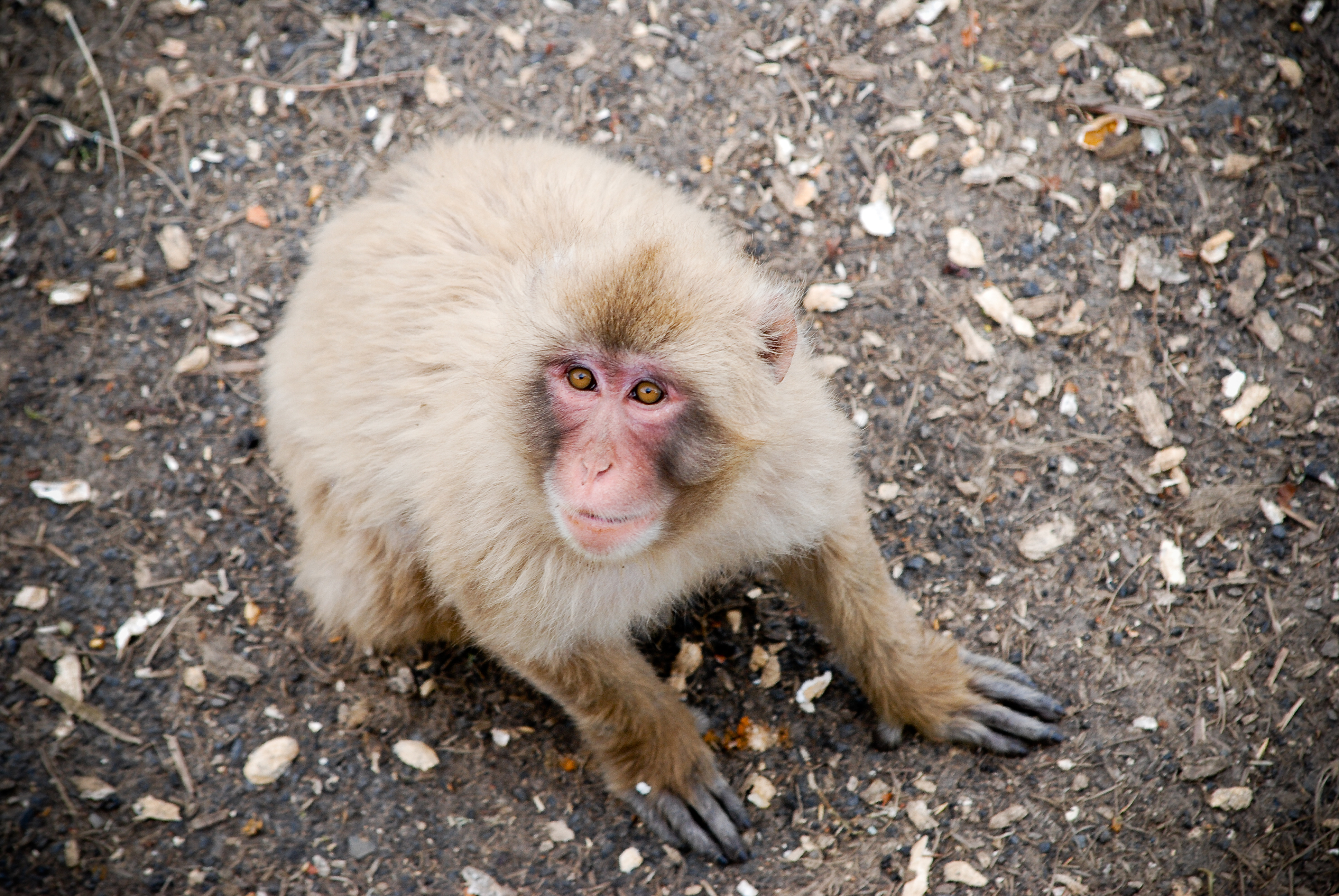 The Snow Monkeys of Hillsboro Appear to Be Underemployed